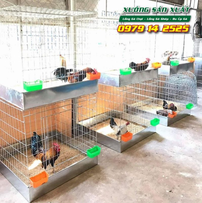 Lồng nuôi gà chọi, bu úp gà chọi khổ 80x80x80cm