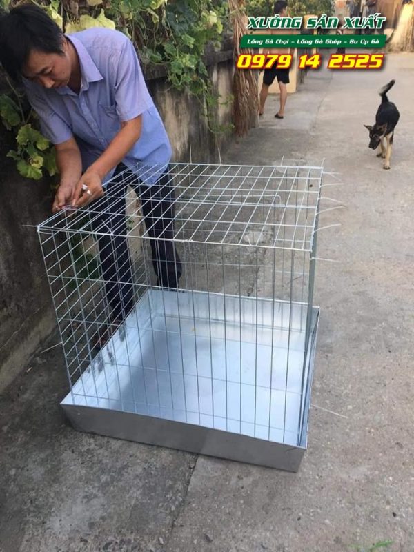 Lồng nuôi gà chọi, bu úp gà chọi khổ 80x80x80cm