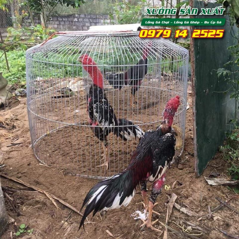 Lồng nuôi gà chọi, bu úp gà chọi khổ 80x80x80cm